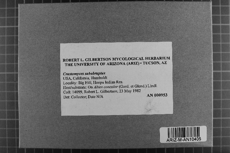 Cystostereaceae image