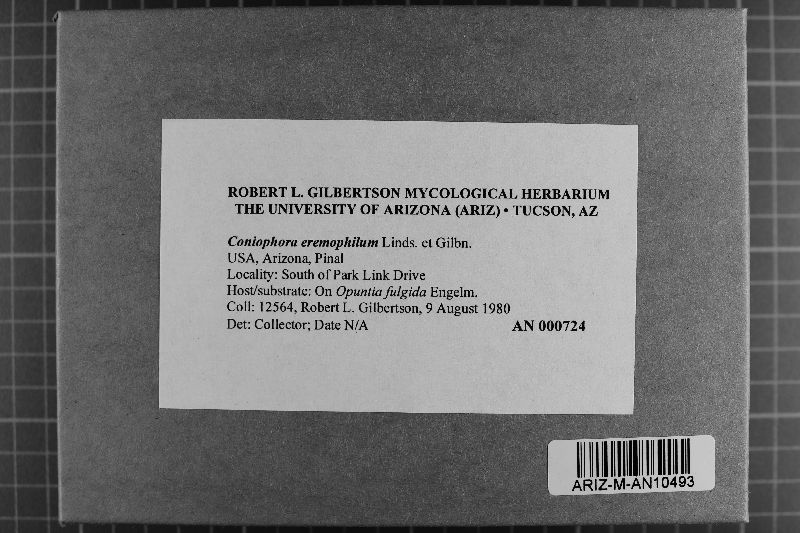 Coniophora eremophila image