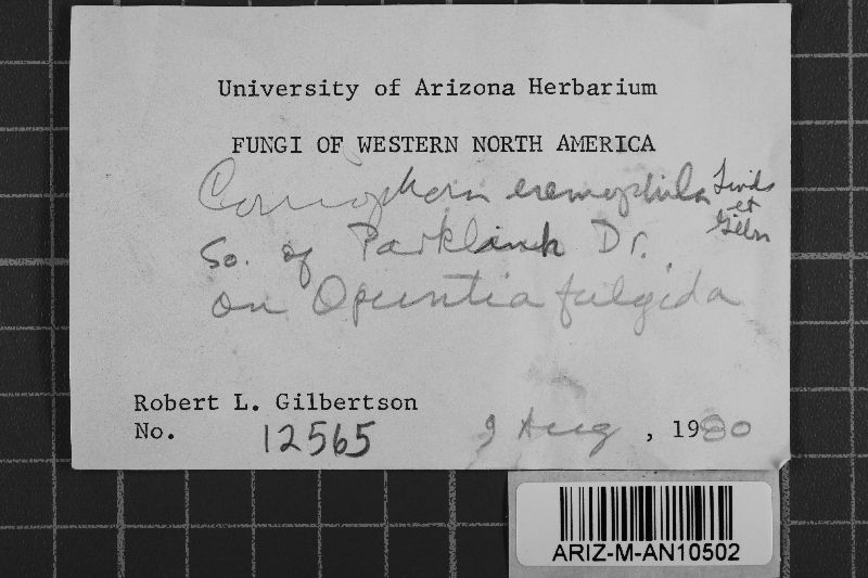 Coniophora eremophila image