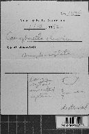 Coniophora olivacea image