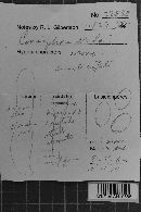 Coniophora arida image