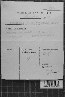 Scytinostromella olivaceoalba image