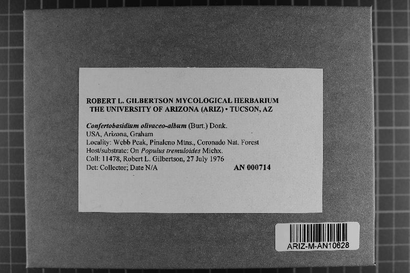 Scytinostromella olivaceoalba image