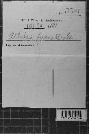 Scytinostromella olivaceoalba image