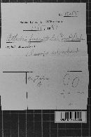 Scytinostromella olivaceoalba image