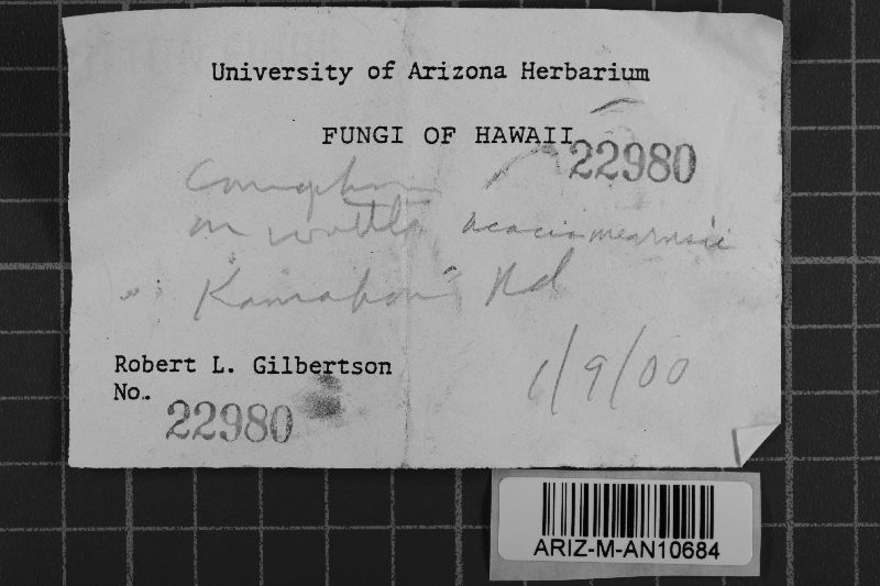 Coniophora arida image