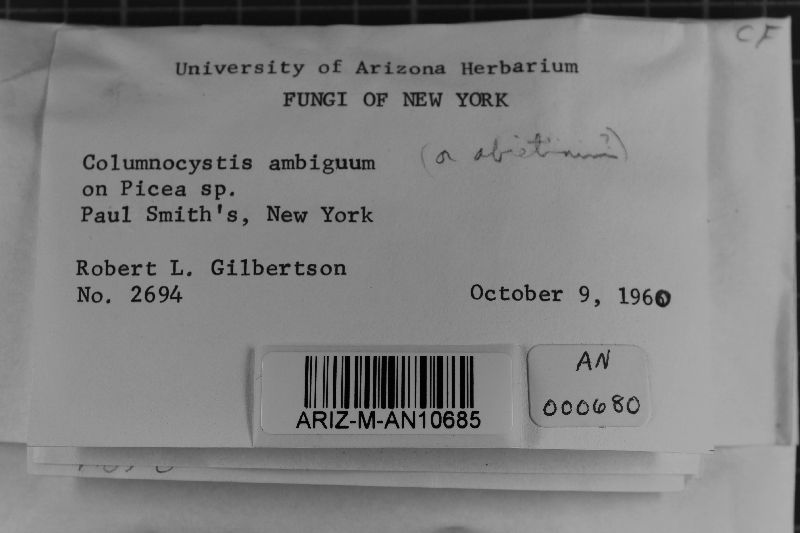 Veluticeps abietina image