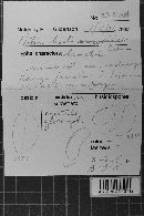 Heterochaete mussooriensis image