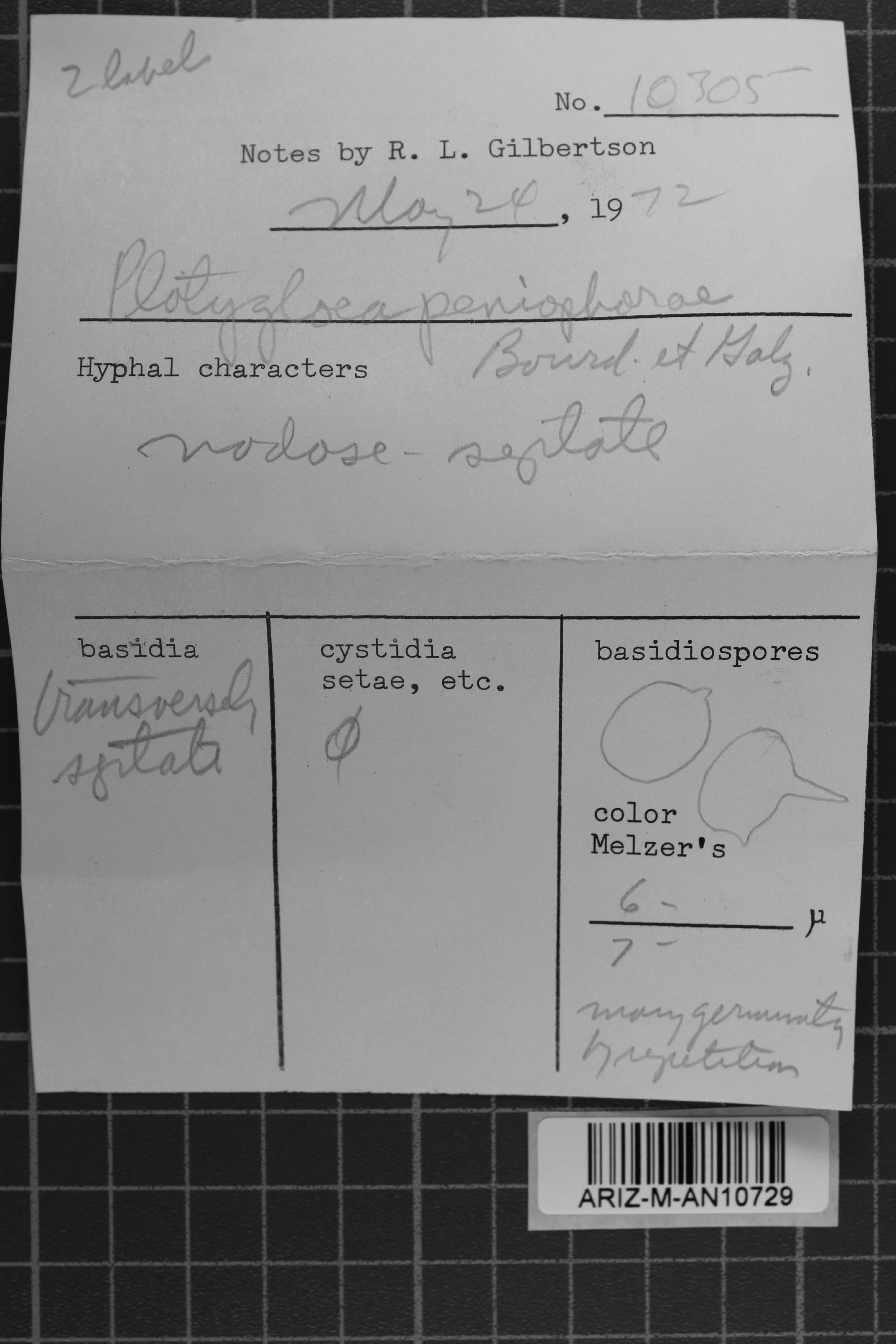 Colacogloea peniophorae thumbnail