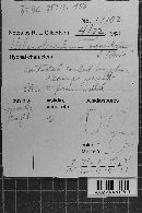 Helicobasidium anomalum image