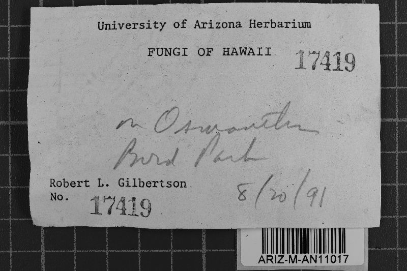 Exidiopsis molybdea image