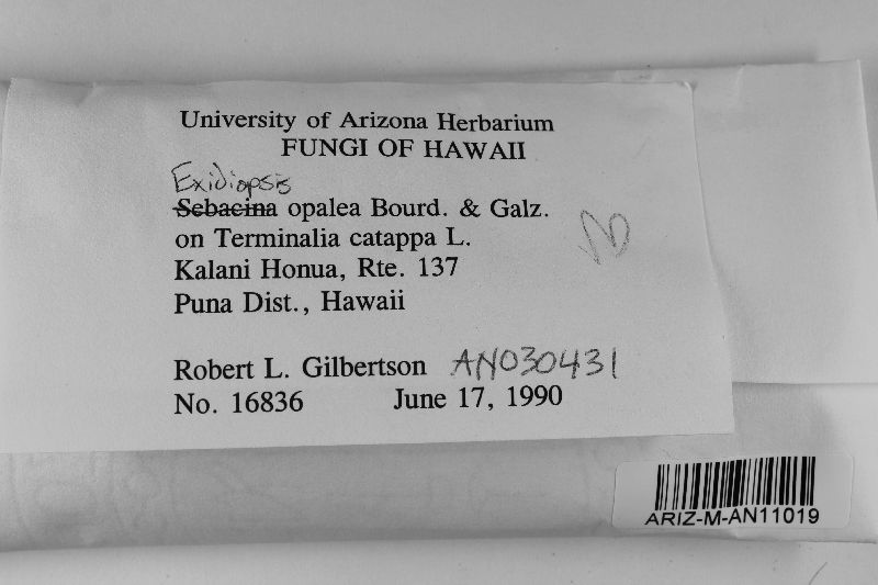 Exidiopsis opalea image