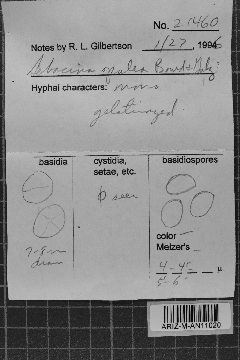 Exidiopsis opalea image