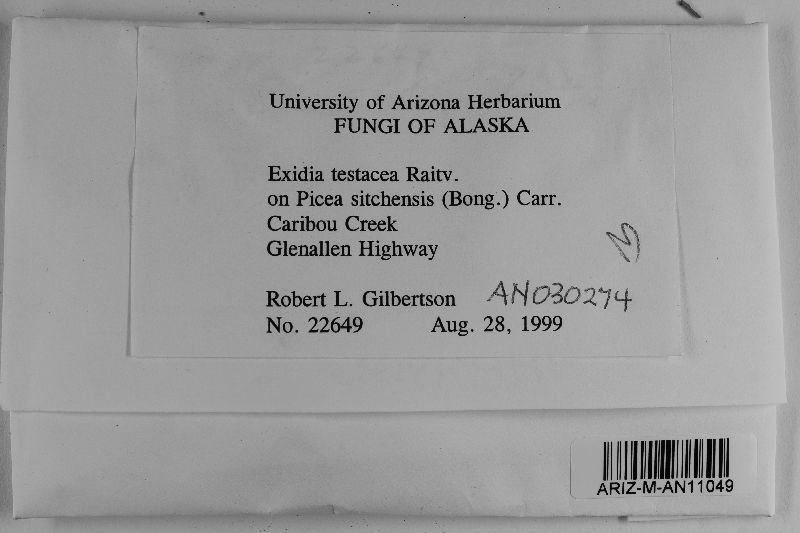 Exidia testacea image