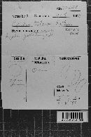 Exidia testacea image