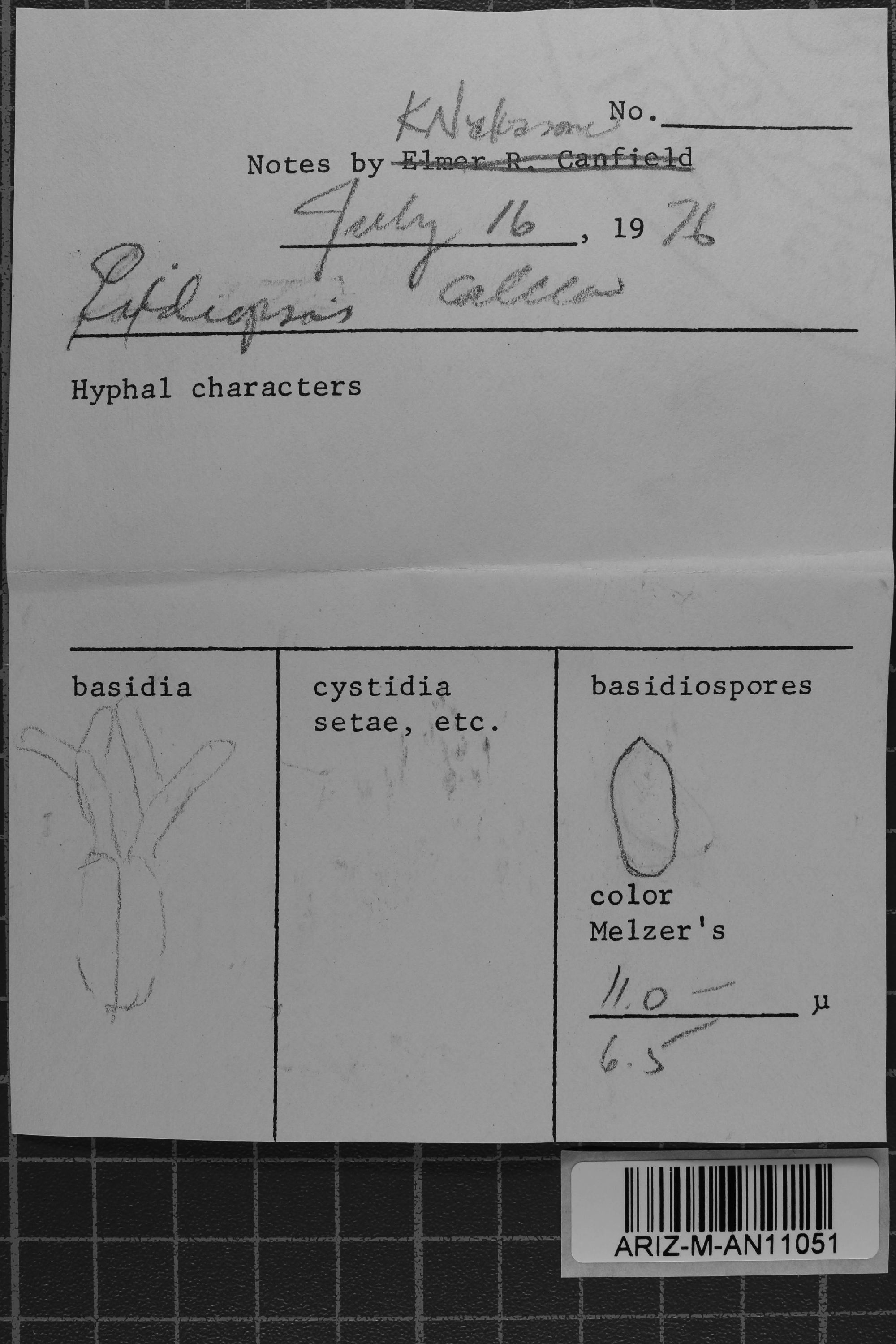 Exidiopsis calcea