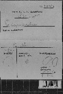 Exidiopsis calcea image