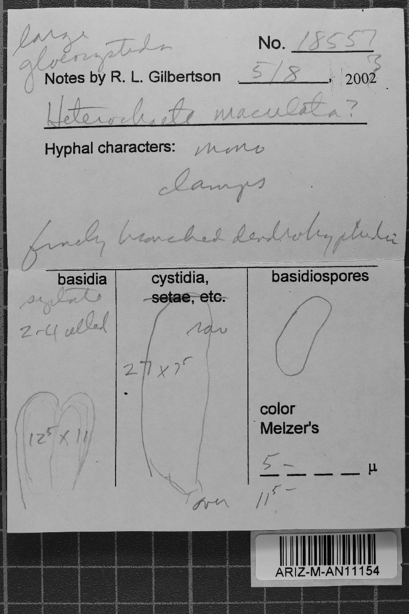 Heterochaete maculata image