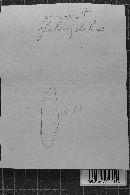 Heterochaete shearii image