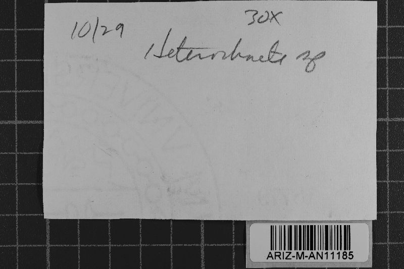 Heterochaete verruculosa image