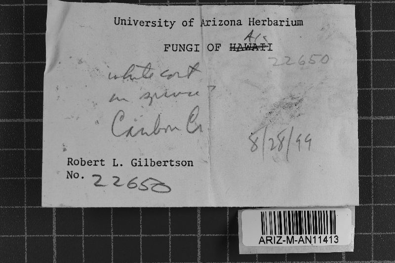 Amphinema byssoides image