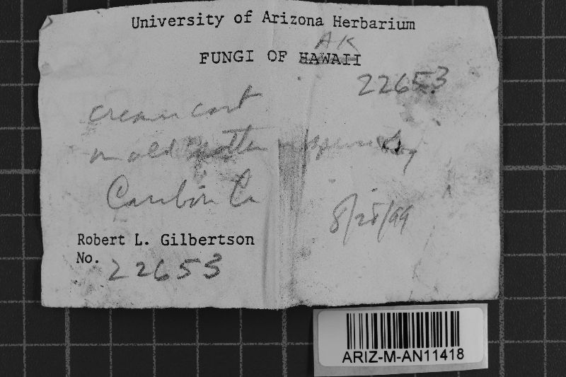 Amphinema byssoides image