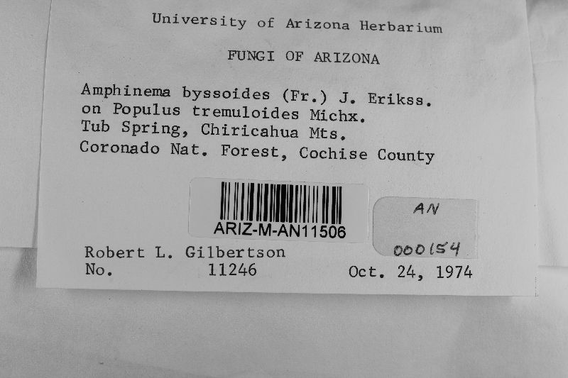 Amphinema byssoides image