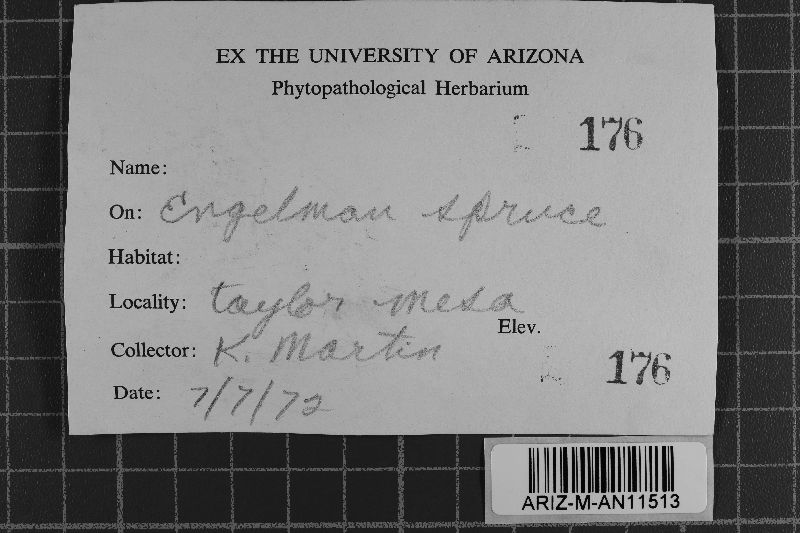 Amphinema byssoides image