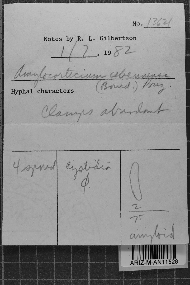 Amylocorticium cebennense image
