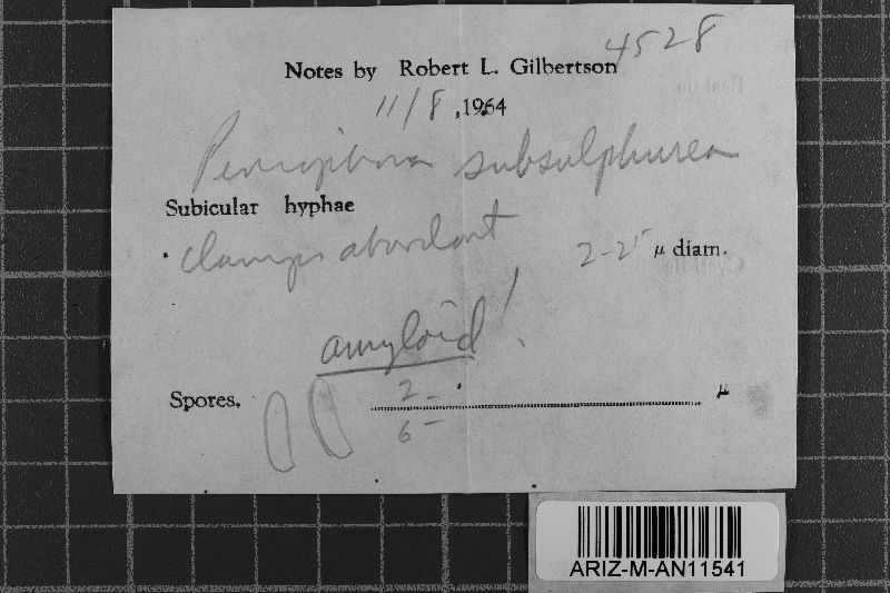 Amylocorticium subsulphureum image
