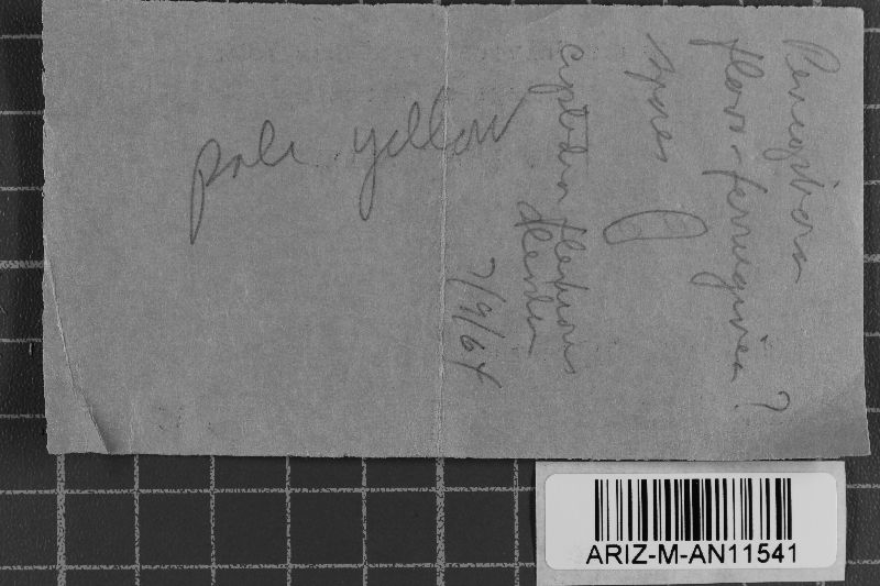 Amylocorticium subsulphureum image