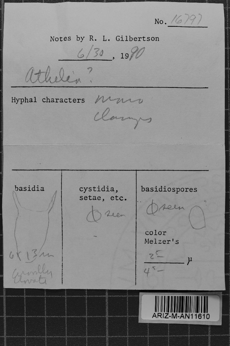 Athelia bambusae image