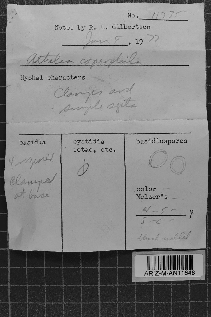 Cristinia coprophila image