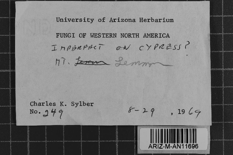 Athelia epiphylla image