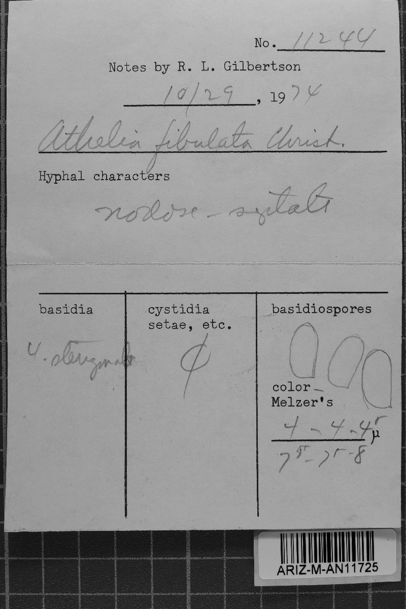 Athelia fibulata image