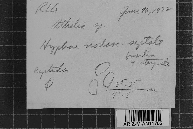 Athelia neuhoffii image