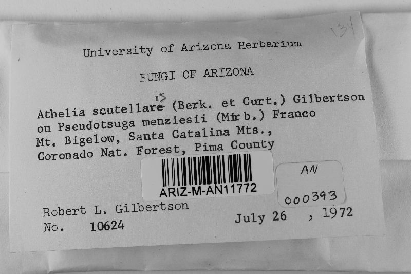 Athelia scutellaris image