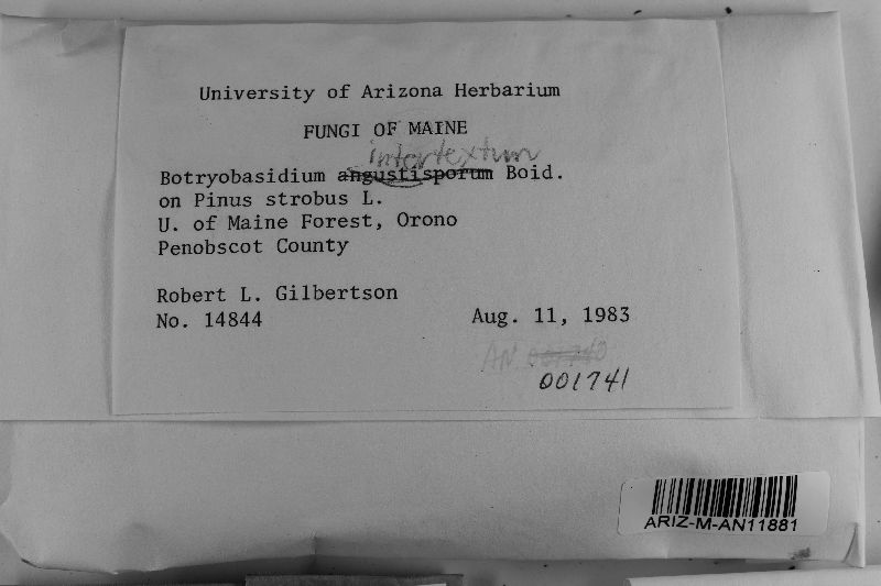 Botryobasidium intertextum image