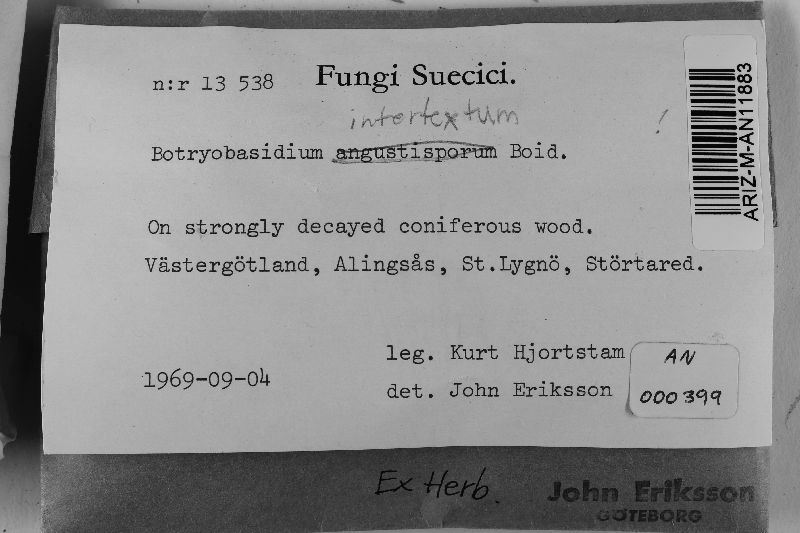 Botryobasidium intertextum image