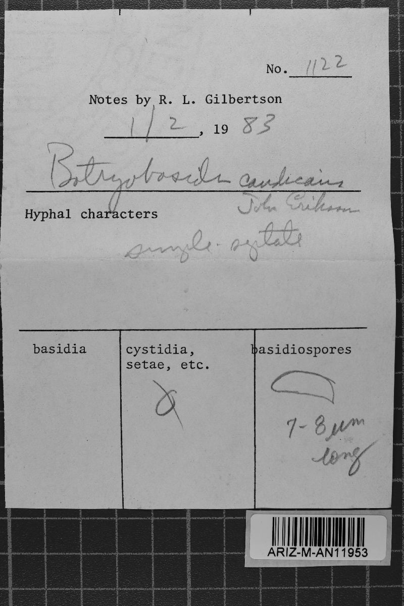 Botryobasidium candicans image