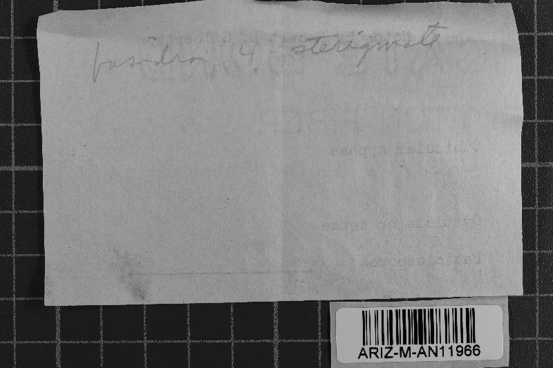 Botryobasidium flavescens image