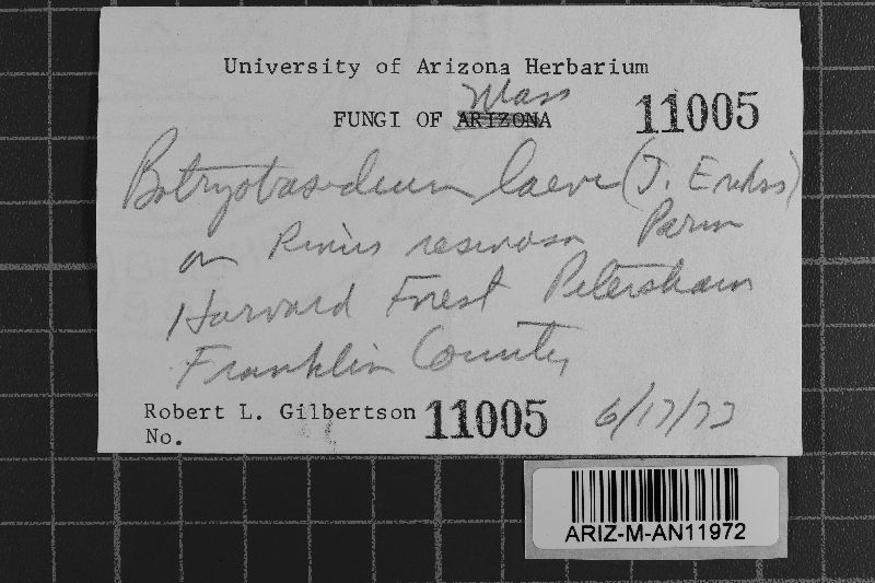 Botryobasidium laeve image