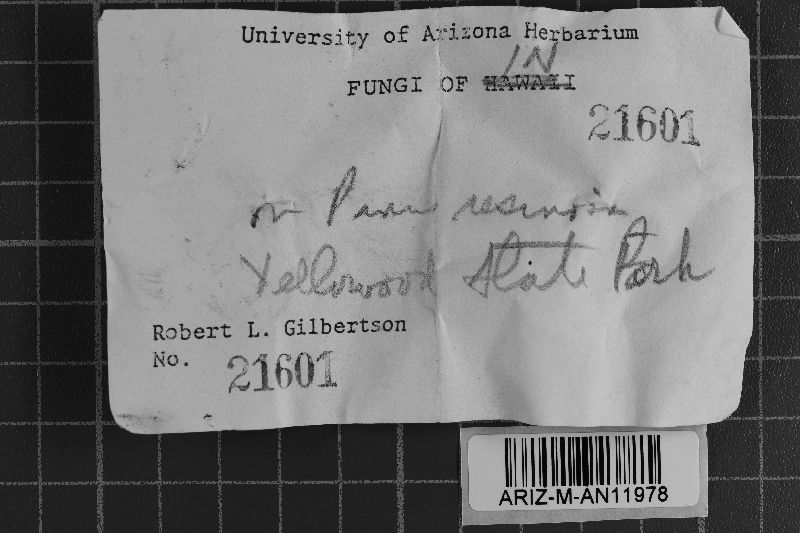 Botryobasidium medium image