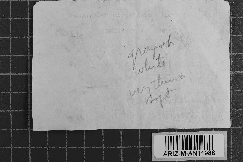 Botryobasidium pruinatum image