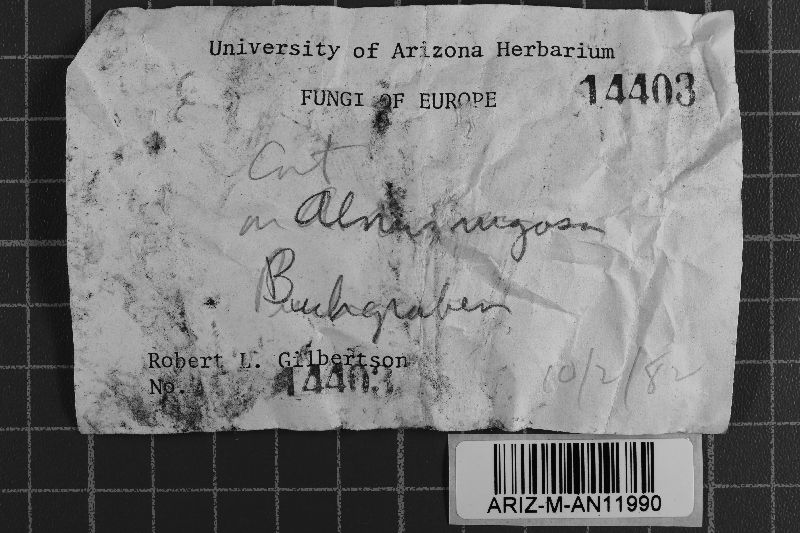 Botryobasidium pruinatum image