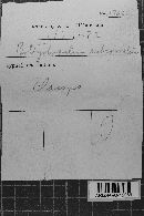 Botryobasidium subcoronatum image