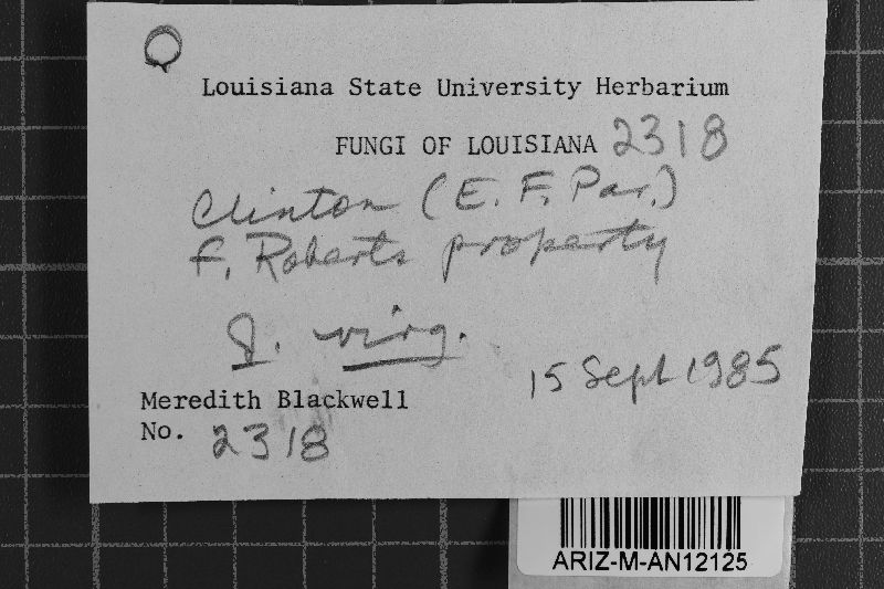 Dendrothele incrustans image