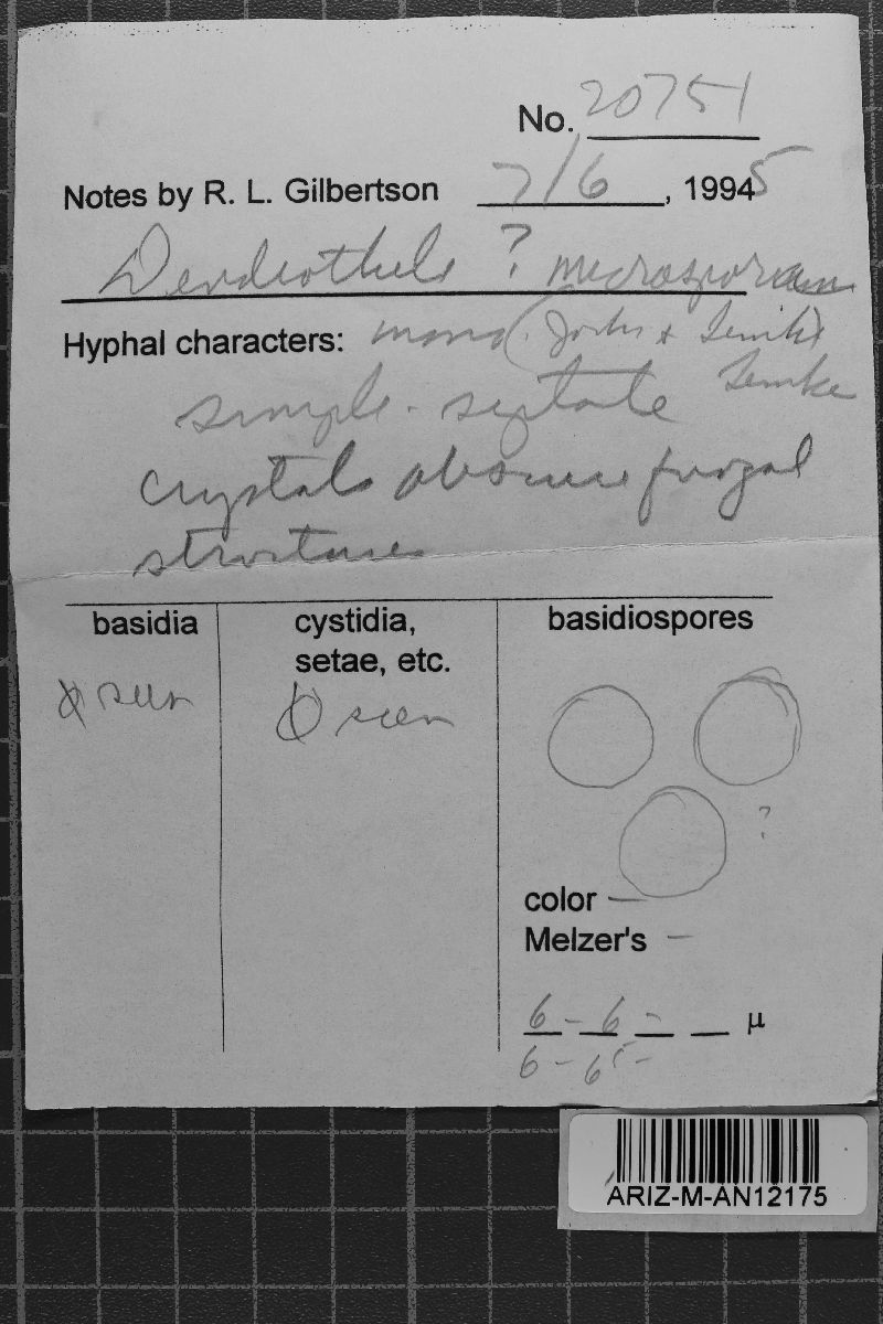 Dendrothele microspora image