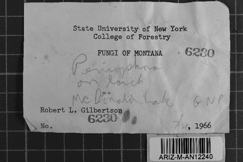 Dacryobolus karstenii image