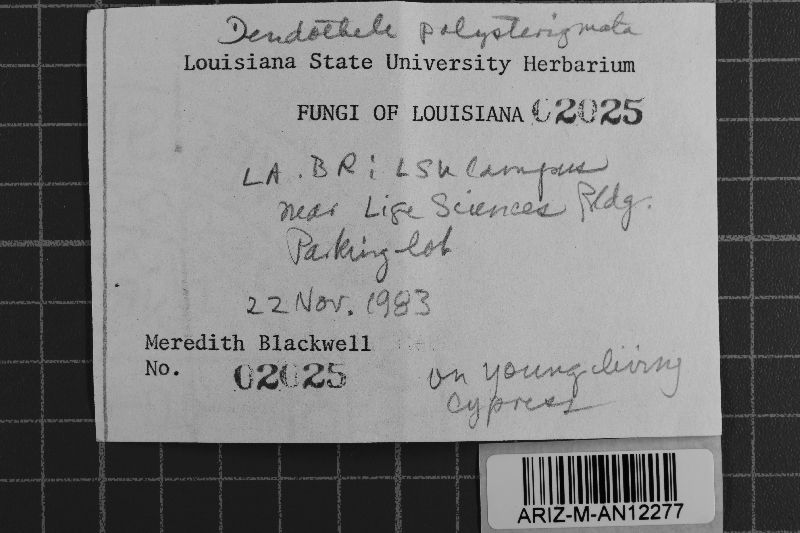 Hyphoderma roseocremeum image